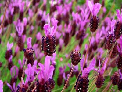 lavanda